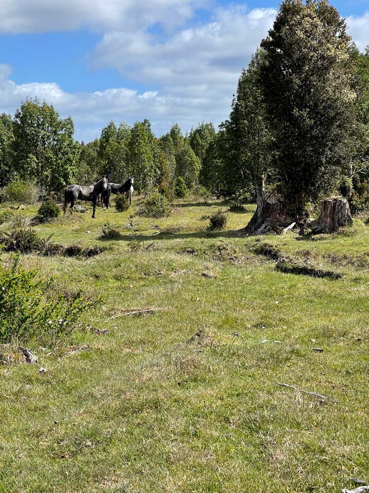 La reserva huayun galeria (2)